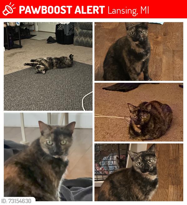 Lost Female Cat last seen Clark Street and Cesar Chavez, Lansing, MI 48906