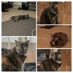 Lost Female Cat last seen Clark Street and Cesar Chavez, Lansing, MI 48906