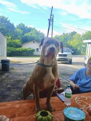 Lost Female Dog last seen Downtown vonor near Vonore beach, Vonore, TN 37885
