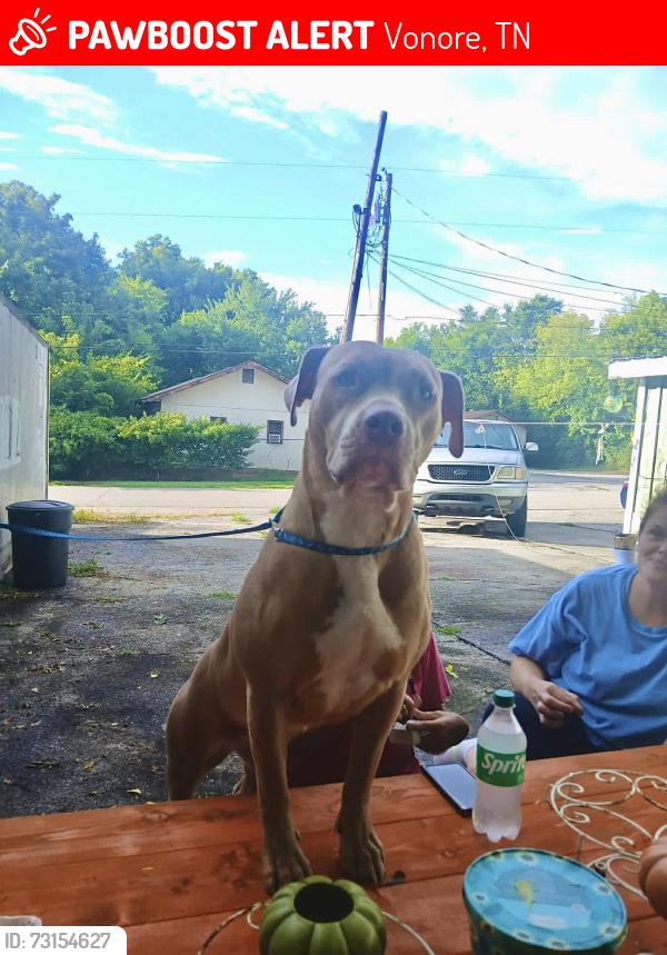 Lost Female Dog last seen Downtown vonor near Vonore beach, Vonore, TN 37885