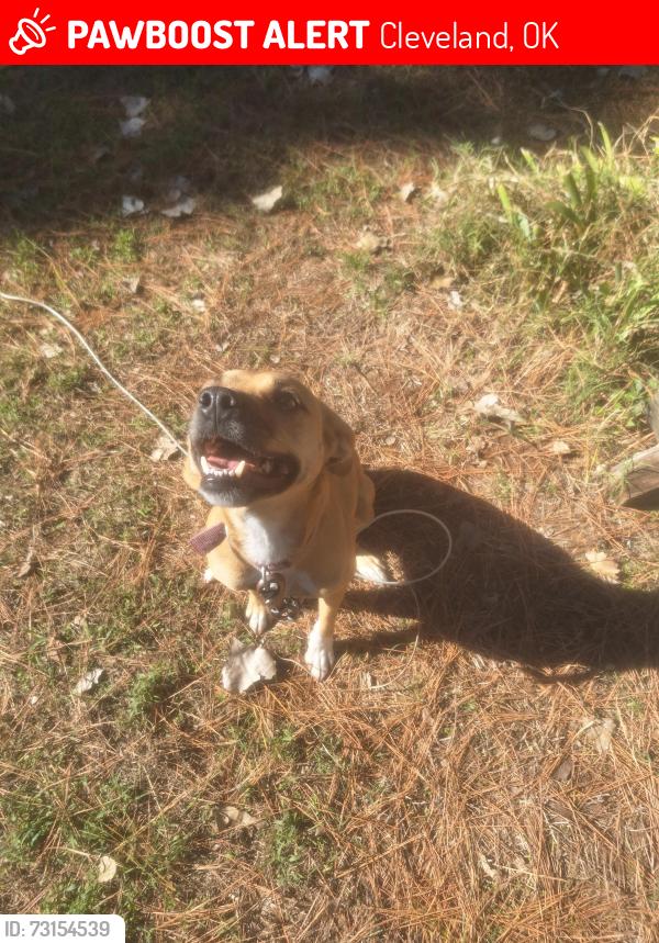 Lost Female Dog last seen Sinnett cemetery, Cleveland, OK 74020
