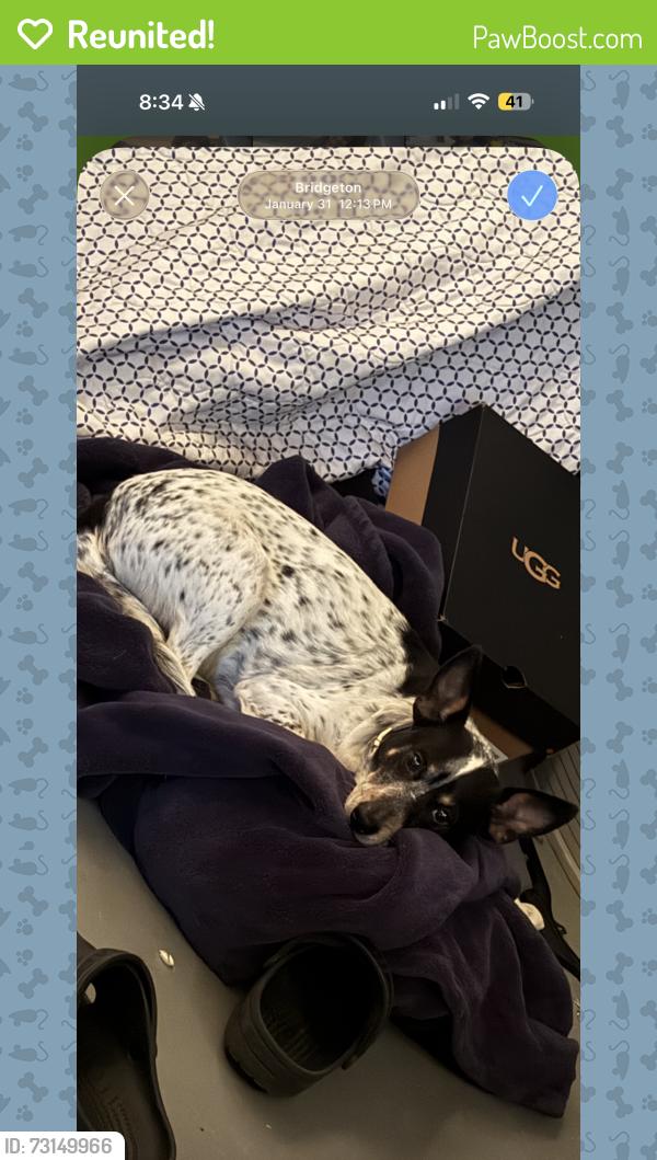 Reunited Male Dog last seen York st, Bridgeton, NJ 08302