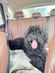 Reunited Female Dog last seen Near arrowhead ct and long ln, Springfield Township, OH 45231