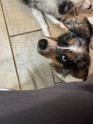 Reunited Female Dog last seen Shalem colony, Las Cruces, NM 88007