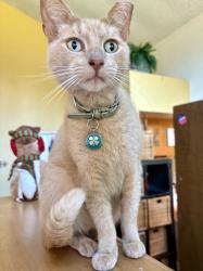 Lost Male Cat last seen Orville Street and Sawtelle/Sepulveda, Culver City, CA 90230