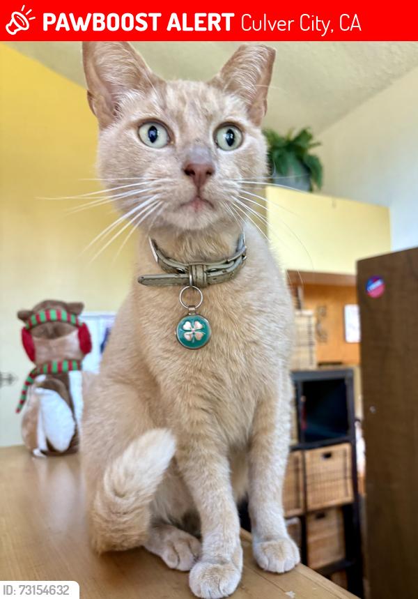 Lost Male Cat last seen Orville Street and Sawtelle/Sepulveda, Culver City, CA 90230