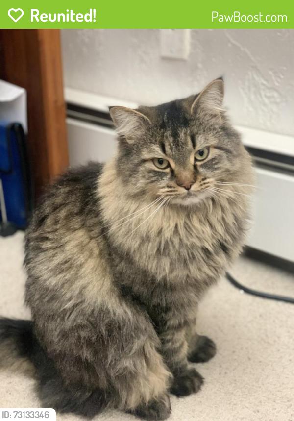 Reunited Male Cat last seen Prairie Vista & Udella Ct. Peyton, CO 80831, Peyton, CO 80831