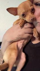 Reunited Female Dog last seen Near Glenn Ln, Glenn Heights, TX 75154, USA, Glenn Heights, TX 75154