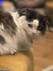 Reunited Female Cat last seen Railroad Tracks, Torrance, CA 90501