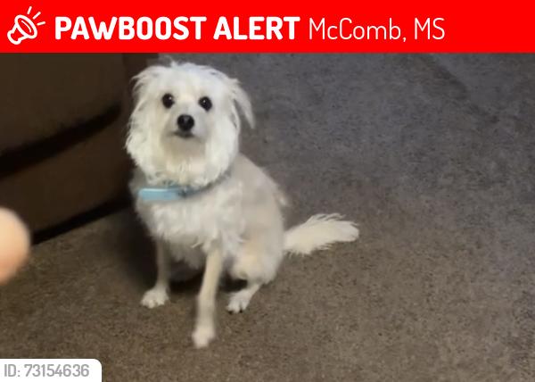 Lost Female Dog last seen 12th st , 24th st , 25th st, McComb, MS 39648