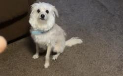 Lost Female Dog last seen 12th st , 24th st , 25th st, McComb, MS 39648