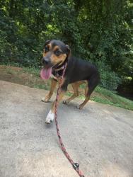 Found/Stray Female Dog last seen East old topside, Louisville, TN 37777
