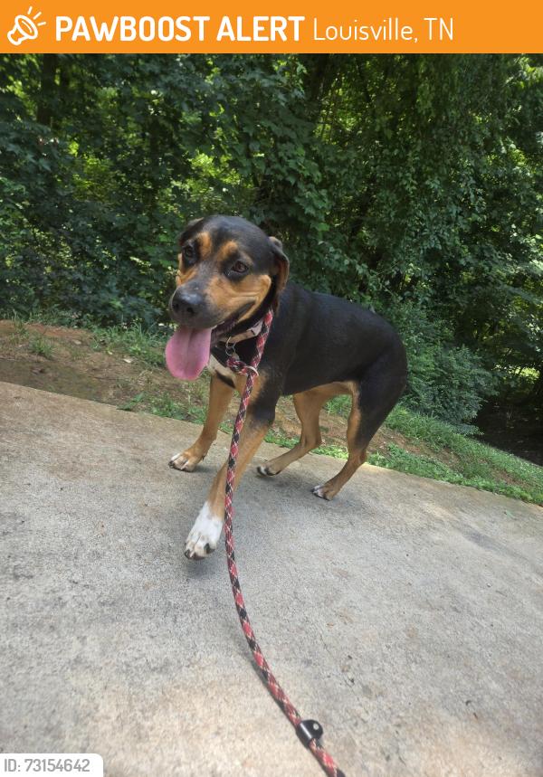 Found/Stray Female Dog last seen East old topside, Louisville, TN 37777