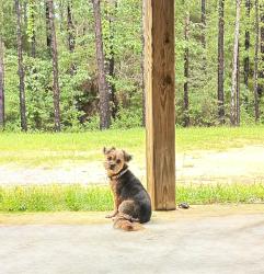 Reunited Female Dog last seen Near Aleia Ln, Crestview, FL 32536, USA, Crestview, FL 32536