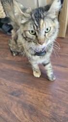 Reunited Unknown Cat last seen Camino Cristal & Falcon Hill Dr., Menifee, CA 92586