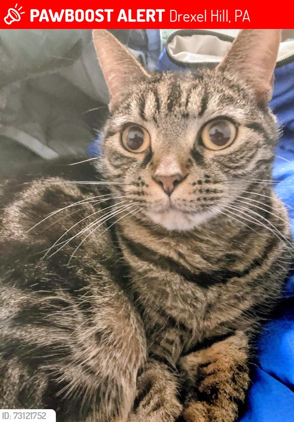 Lost Female Cat last seen Dennison Ave between Bridge and Burmont in Drexel Hill, Drexel Hill, PA 19026