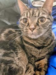 Lost Female Cat last seen Dennison Ave between Bridge and Burmont in Drexel Hill, Drexel Hill, PA 19026