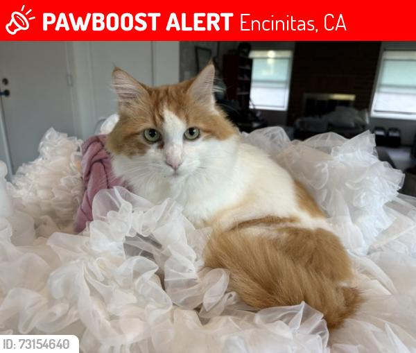 Lost Female Cat last seen Flora Vista Elementary School, Encinitas, CA 92024
