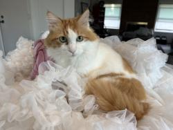 Lost Female Cat last seen Flora Vista Elementary School, Encinitas, CA 92024