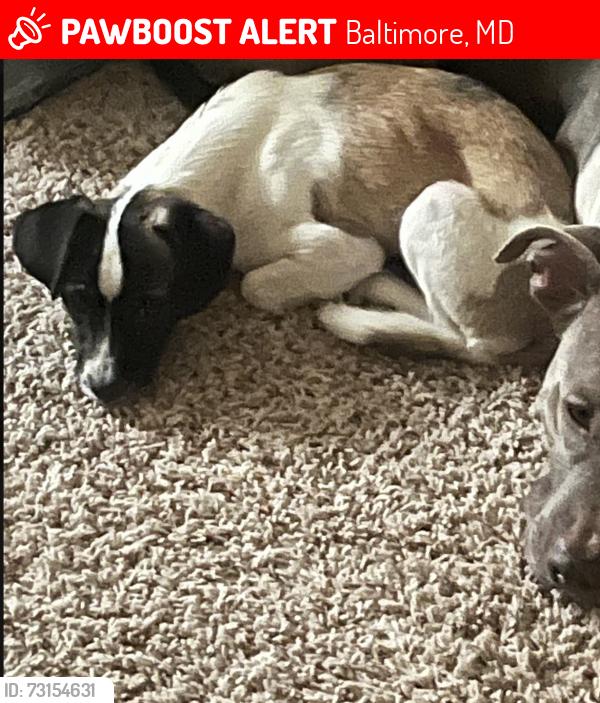 Lost Male Dog last seen Stonewood rd northwood dr, Baltimore, MD 21239