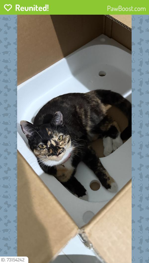 Reunited Female Cat last seen 16th street, Grover Beach, CA 93433