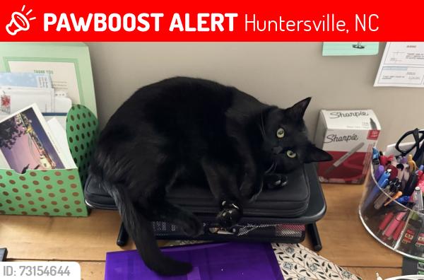 Lost Female Cat last seen Harvey’s Bar and Grill, Huntersville, NC 28078