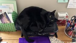 Lost Female Cat last seen Harvey’s Bar and Grill, Huntersville, NC 28078
