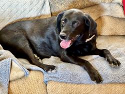 Lost Female Dog last seen Ruby Road and Old Stage Road, Arivaca, AZ 85601