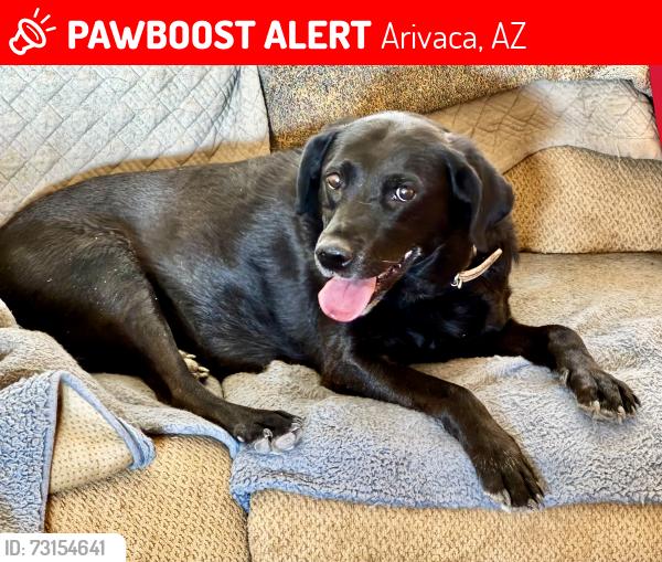 Lost Female Dog last seen Ruby Road and Old Stage Road, Arivaca, AZ 85601