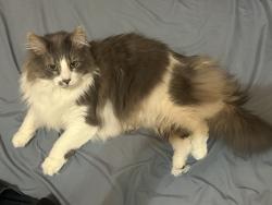 Reunited Male Cat last seen 119th and Westgate, Overland Park, KS 66213