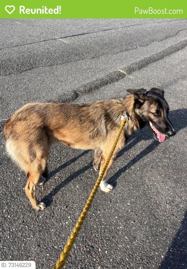 Reunited Female Dog last seen Home st, Bellingham, WA 98225