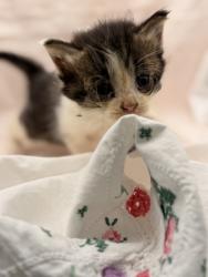 Shelter Stray Male Cat last seen Near Higdon Drive, Knox County ASO, TN, 3201 Division St, Knoxville, TN 37919, USA