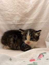 Shelter Stray Female Cat last seen Near Higdon Drive, Knox County ASO, TN, 3201 Division St, Knoxville, TN 37919, USA