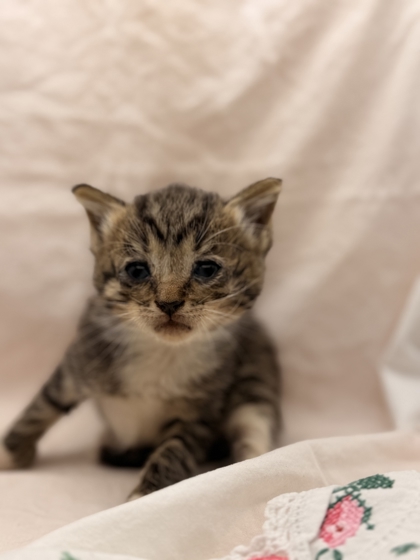 Shelter Stray Female Cat last seen Near Higdon Drive, Knox County ASO, TN, 3201 Division St, Knoxville, TN 37919, USA