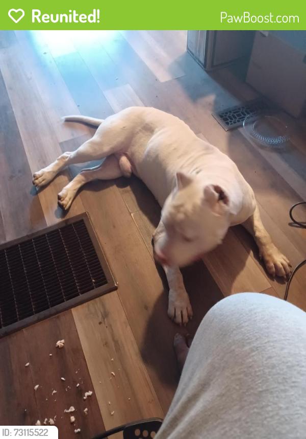 Reunited Male Dog last seen east Roosevelt Dr and South Main street extension, Anderson, SC 29624
