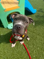 Shelter Stray Female Dog last seen , , OH, 9203 Detroit Ave, Cleveland, OH 44102, USA