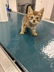 Shelter Stray Male Cat last seen fire station five, County/Unicorporated, NC, 1491 Business Park Ct, Gastonia, NC 28052, USA