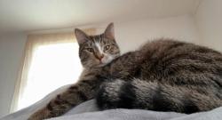 Reunited Male Cat last seen old squan road and rt88, Brick Township, NJ 08724