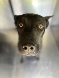 Shelter Stray Female Dog last seen Near RODEO ST, South District, TX, 355 Hillshire Dr, Haslet, TX 76052, USA