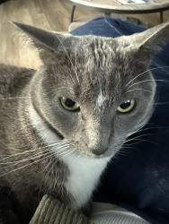 Lost Male Cat last seen Near Upland Ln N, Maple Grove, MN 55311