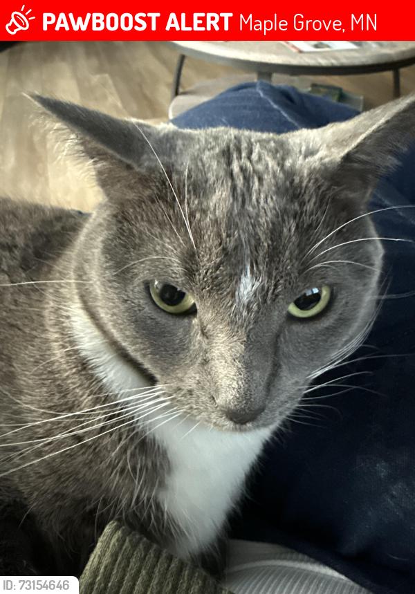 Lost Male Cat last seen Near Upland Ln N, Maple Grove, MN 55311