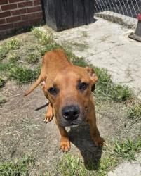 Shelter Stray Male Dog last seen Near harper rd, Pamlico County, NC, 1639 Old Airport Rd, New Bern, NC 28562, USA