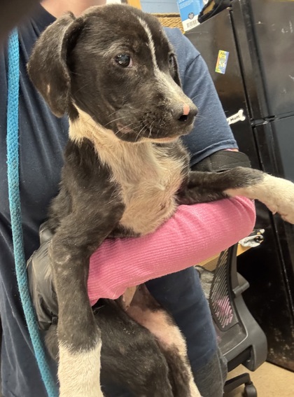 Shelter Stray Male Dog last seen Near Wild Springs Court Decatur, 30034, 30034, GA, 3280 Chamblee Dunwoody Rd, Chamblee, GA 30341, USA
