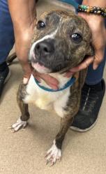 Shelter Stray Female Dog last seen Near Hambrick Road Stone Mountain, 30083, 30083, GA, 3280 Chamblee Dunwoody Rd, Chamblee, GA 30341, USA