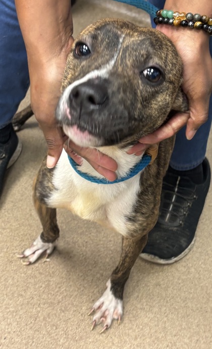 Shelter Stray Female Dog last seen Near Hambrick Road Stone Mountain, 30083, 30083, GA, 3280 Chamblee Dunwoody Rd, Chamblee, GA 30341, USA