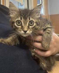 Shelter Stray Female Cat last seen Near Kings Point Drive, Dunwoody, GA 30338, 30338, GA, 3280 Chamblee Dunwoody Rd, Chamblee, GA 30341, USA
