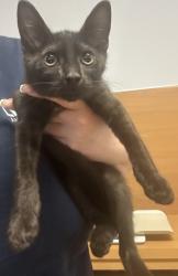 Shelter Stray Male Cat last seen Near Peachtree Industrial Blvd, Atlanta, GA 30360, 30360, GA, 3280 Chamblee Dunwoody Rd, Chamblee, GA 30341, USA