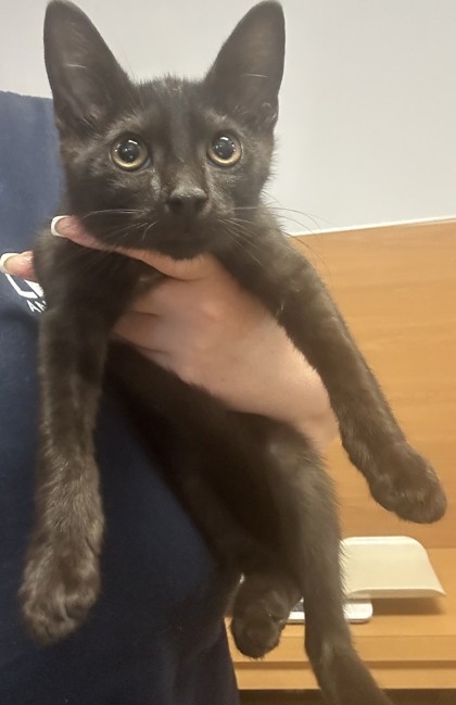 Shelter Stray Male Cat last seen Near Peachtree Industrial Blvd, Atlanta, GA 30360, 30360, GA, 3280 Chamblee Dunwoody Rd, Chamblee, GA 30341, USA