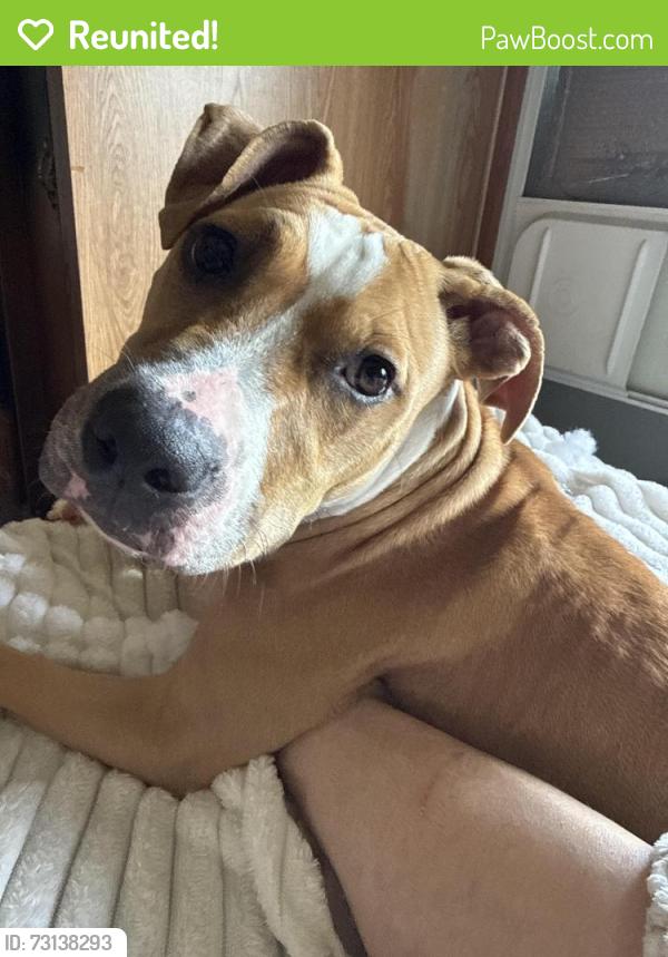 Reunited Female Dog last seen Bradshaw Sunset RV, Springtown, TX 76082