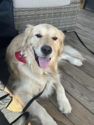 Lost Male Dog last seen Camp Jordan, East Ridge, TN 37412